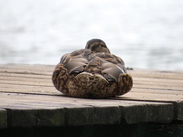 Free Duck Harbor photo and picture