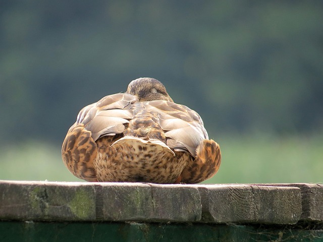 Free Duck Harbor photo and picture