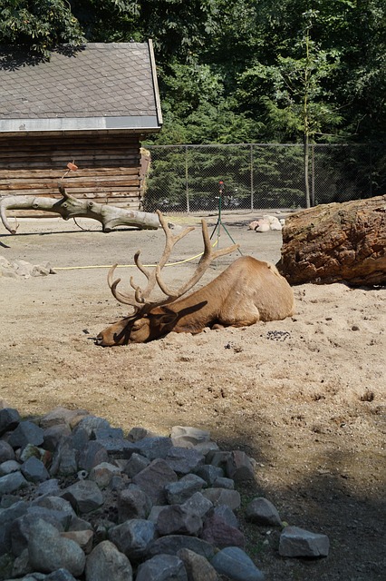 Dierentuin, Eland, Hert, Hamburg