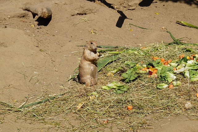 Knaagdier, Dierentuin, Schattig, Klein