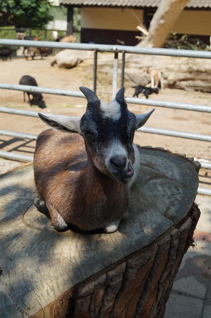 Dierentuin, Geit, Welp, Hamburg