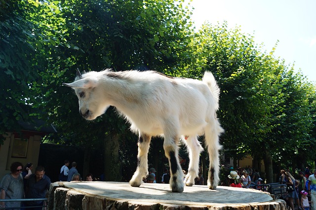 Dierentuin, Geit, Welp, Hamburg