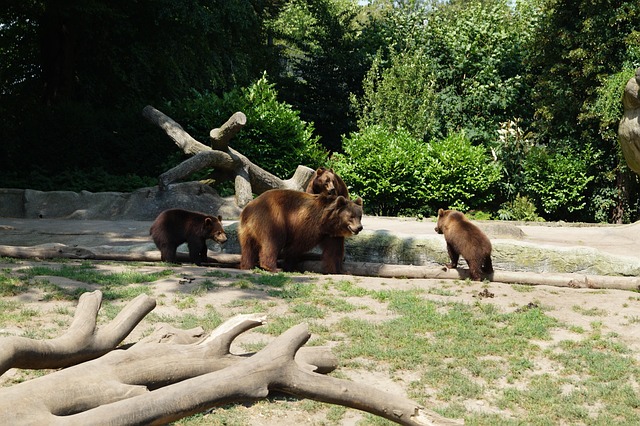 Kameel, Dierentuin, Braunschweig, Natuur