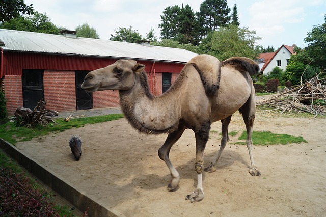 Kameel, Dierentuin, Braunschweig, Natuur