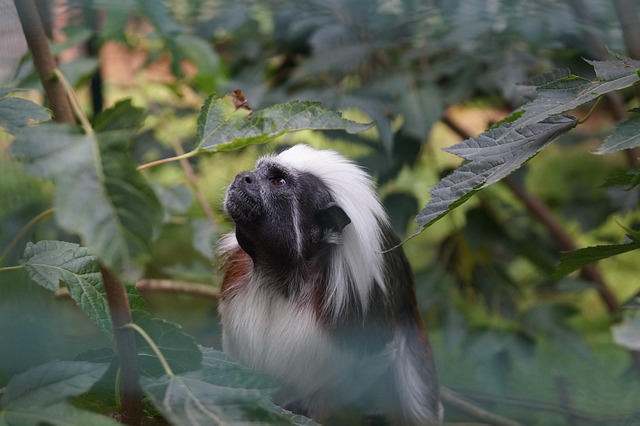 Dier, Dierentuin, Aap, Klein, Schattig