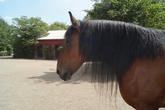 Dierentuin, Paard, Pony, Welp