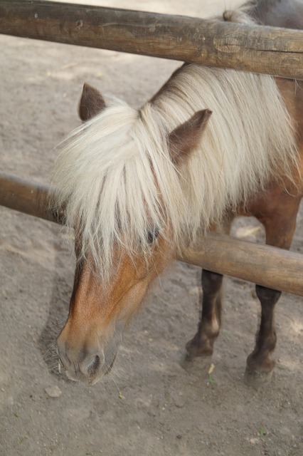 Dierentuin, Paard, Pony, Welp