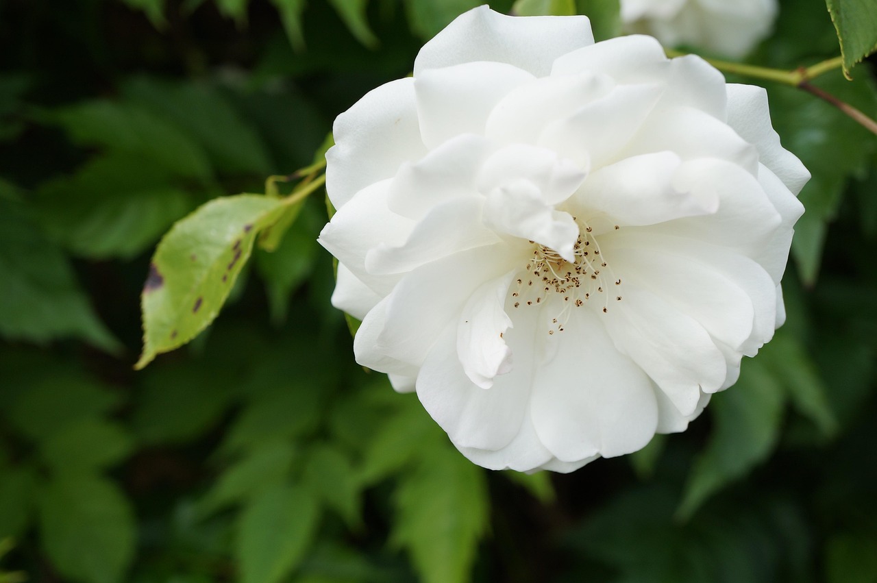 200,000+ Gorgeous White Rose Wallpapers [HD] - Pixabay