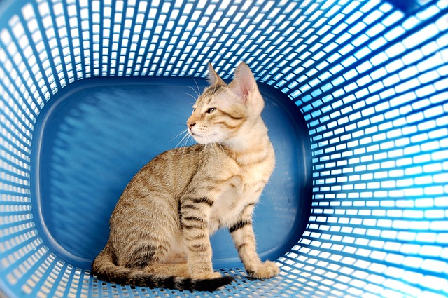 Free Pet Cat photo and picture