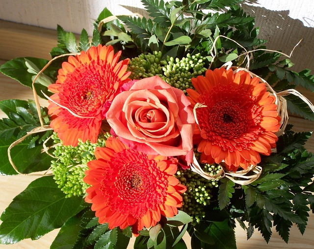 gerbera images free