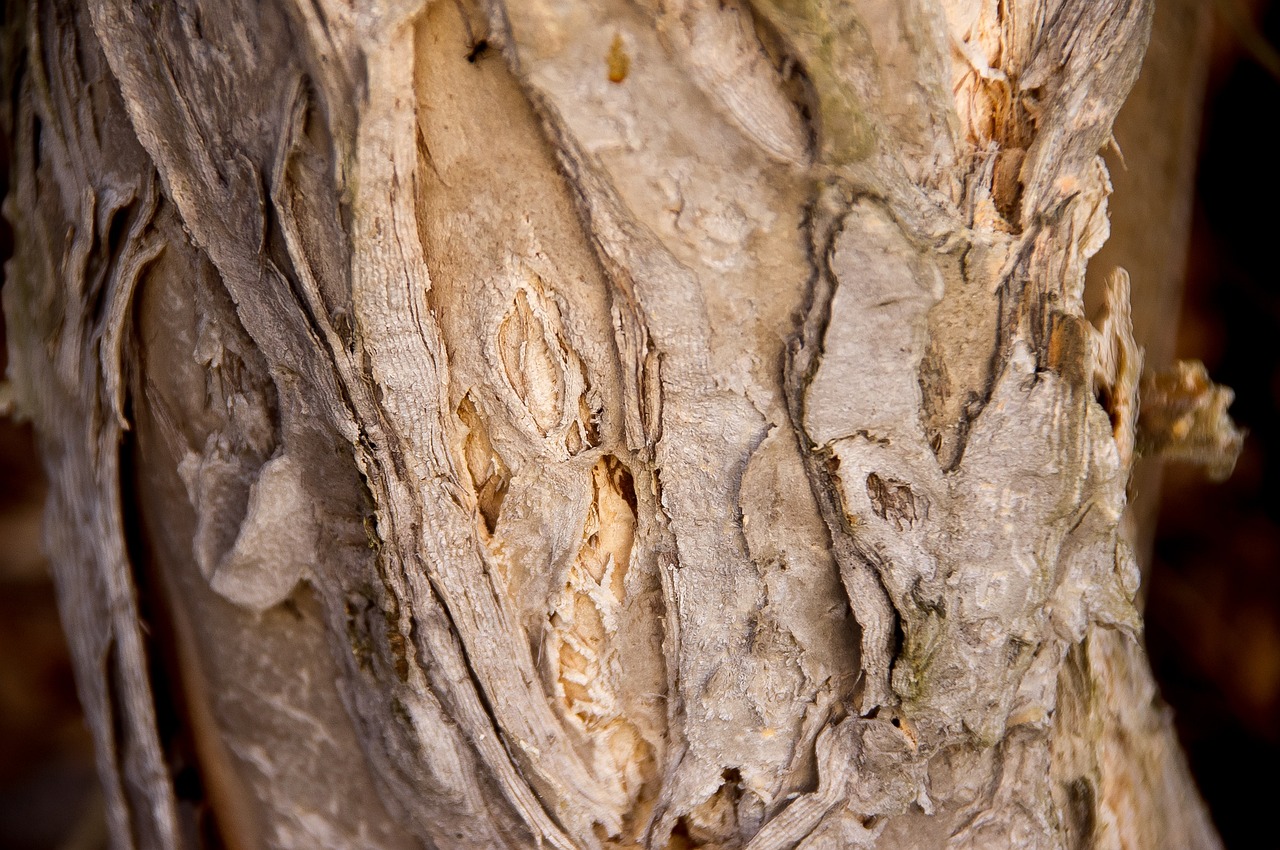 Paperbark Tree Bark Melaleuca Free photo on Pixabay Pixabay