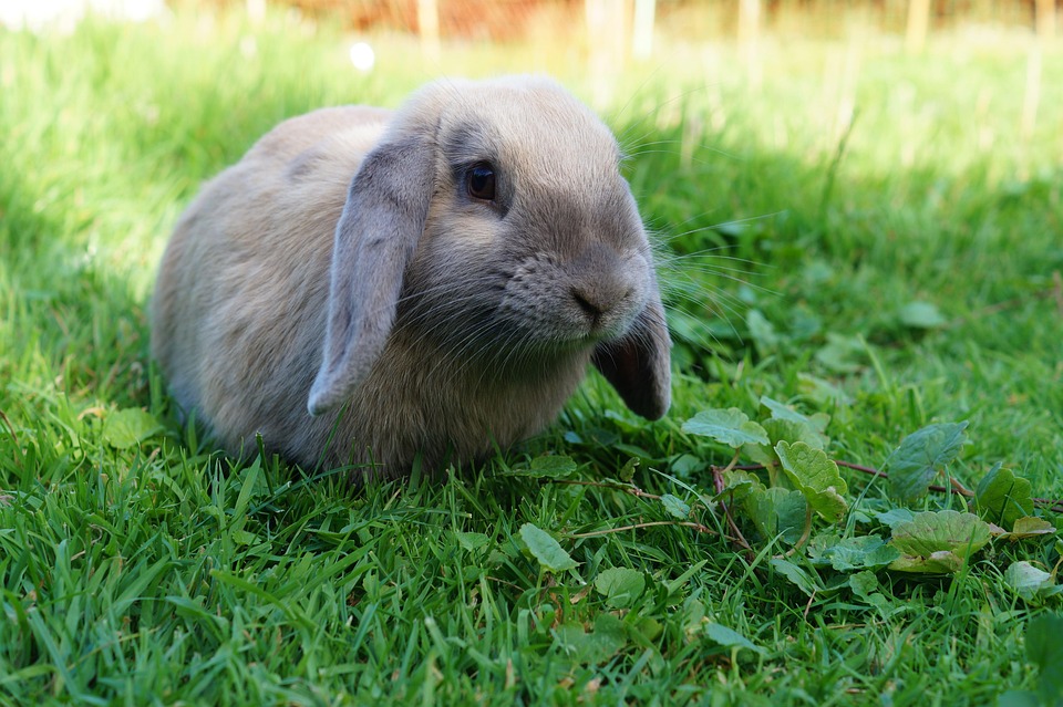 Kaninchen, Schlappohrkaninchen, Hase, Haustier, Gras
