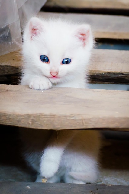 Free Cat Kitten photo and picture