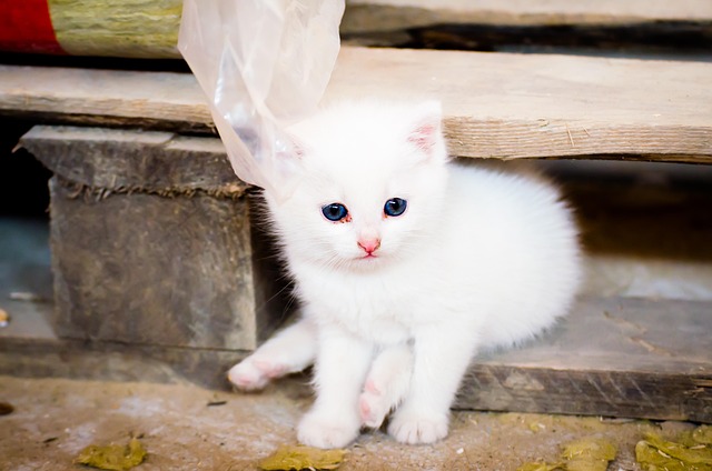 Free Cat Kitten photo and picture