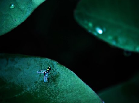 Free Green Small photo and picture