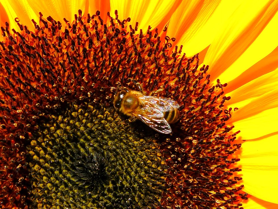 Flower Bee Sunflower - Free photo on Pixabay
