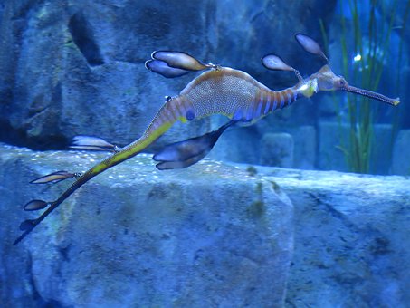 Free Sea Dragon Sea Horse photo and picture