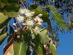 gum, blossom, nature