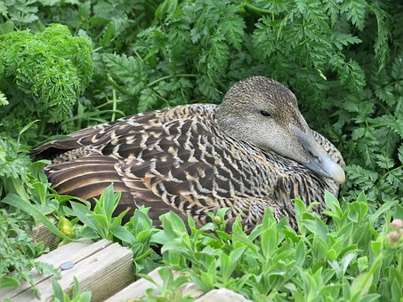 Free Eider Duck photo and picture