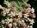 asclepias syriaca, common milkweed, butterfly flower