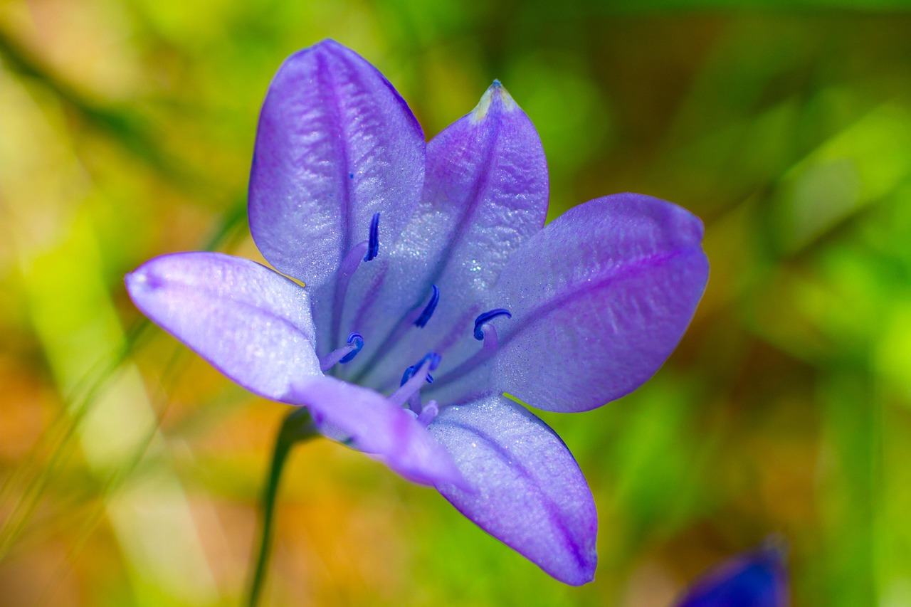 一个奇迹 野花 花 - Pixabay上的免费照片 - Pixabay