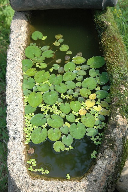 Free Floating Plants Landscape photo and picture