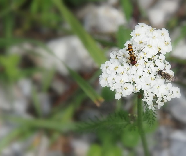 Hari Insect Serangga Hari - Foto gratis di Pixabay - Pixabay