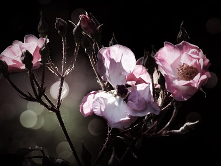 Rose, Afdeling, Natur, Stikkende