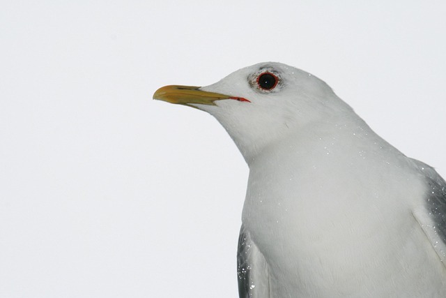 Free Seagull Animal Portrait photo and picture