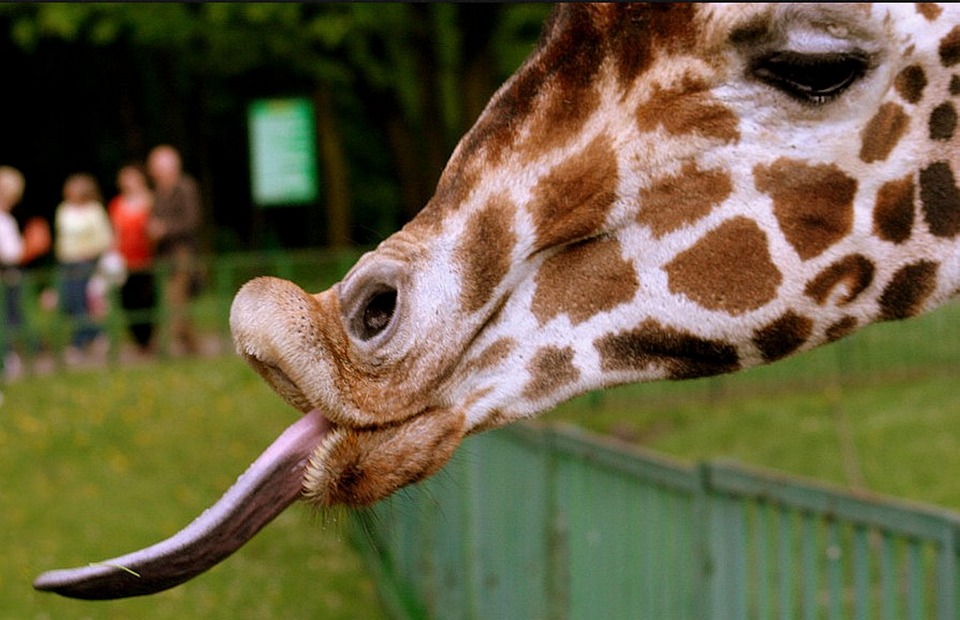 animales lengua