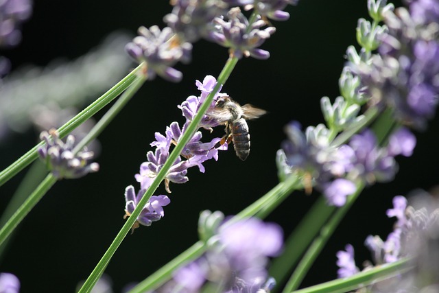 Bestøvning, Bi, Lavendel, Insekt