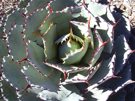 Free Cactus Flower photo and picture