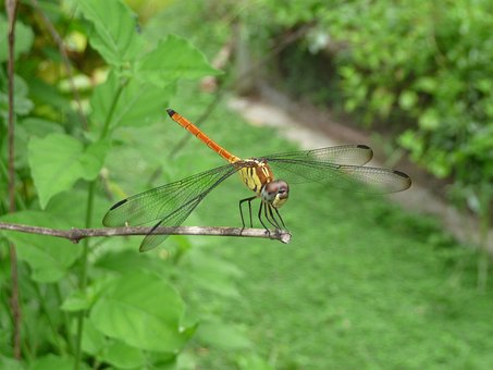 Free Dragonfly Insect photo and picture