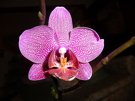 Free Orchid Nature photo and picture