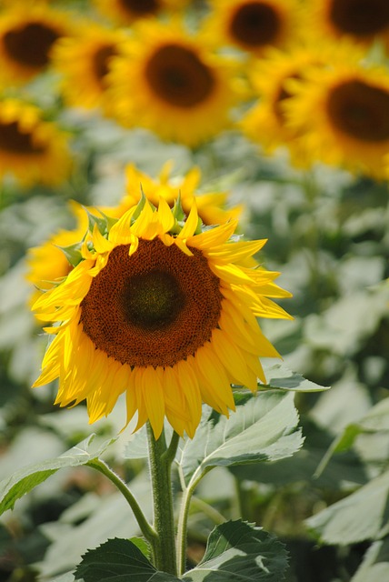 Zonnebloem, Gebied, Bloem Achtergrond