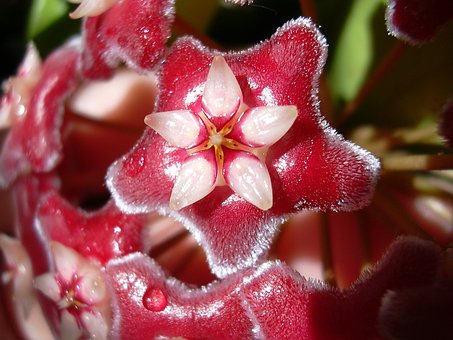 Free Hoya Flower Wallpaper photo and picture
