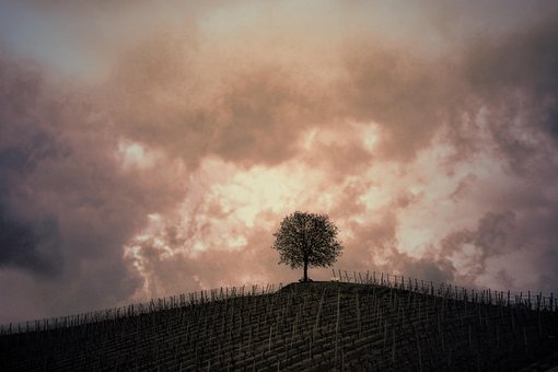 Free Hill Tree photo and picture