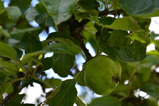 Æble, Æbletræ, Natur, Æbler, Frugt