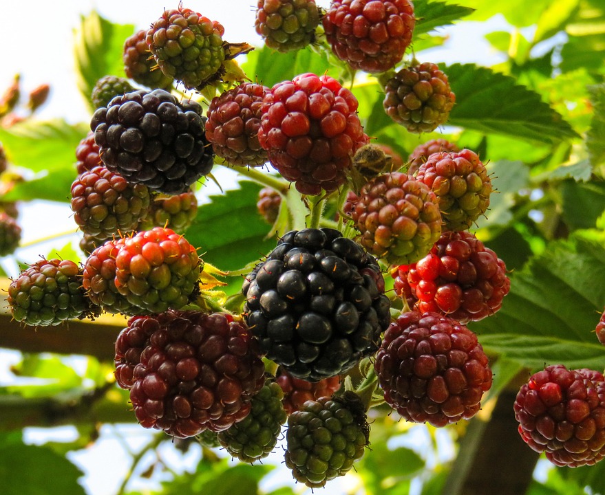 Raspberries Fruit Berry - Free photo on Pixabay - Pixabay