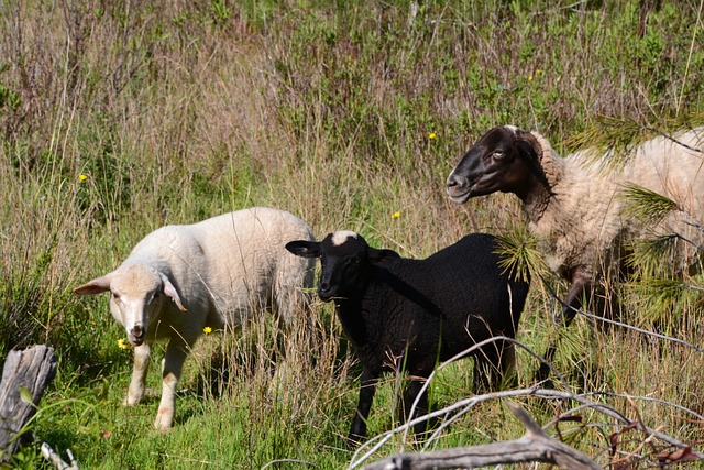 Free Sheep Lambs photo and picture