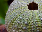 sea urchin, sea, green