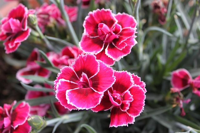 Free Dianthus Flower photo and picture