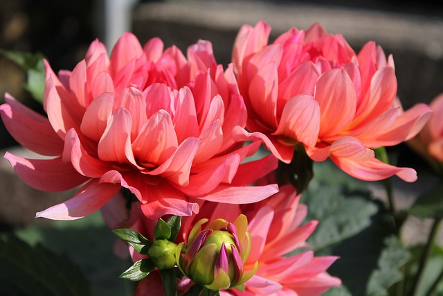 Free Dahlia Beautiful Flowers photo and picture