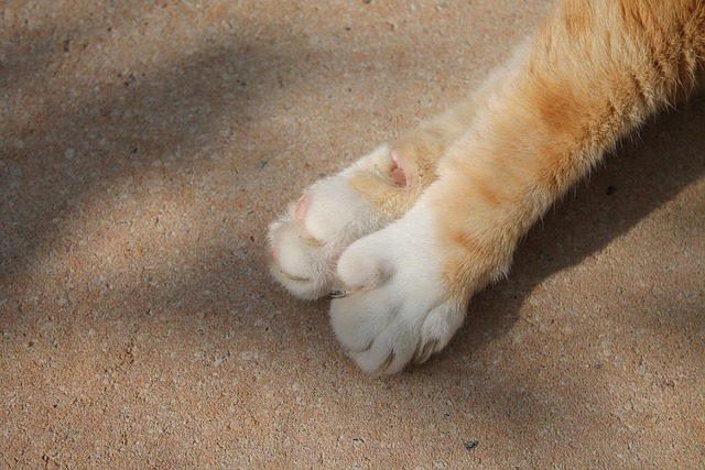 Free Cat Paws photo and picture