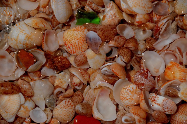 Free Shellfish Free Background photo and picture