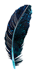 feather, blue, black