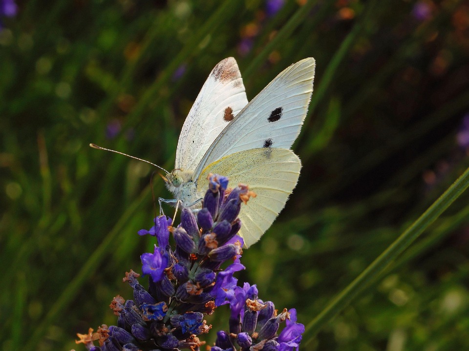papillon-blanc-insecte-photo-gratuite-sur-pixabay