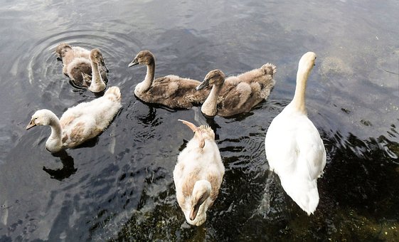 Free Swans Waterfowl photo and picture
