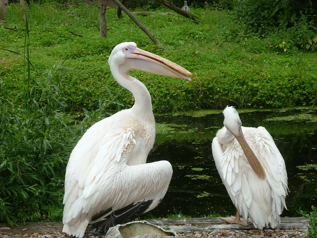 Free Birds Pelicans photo and picture