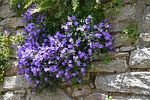 flowers, nature, campanules